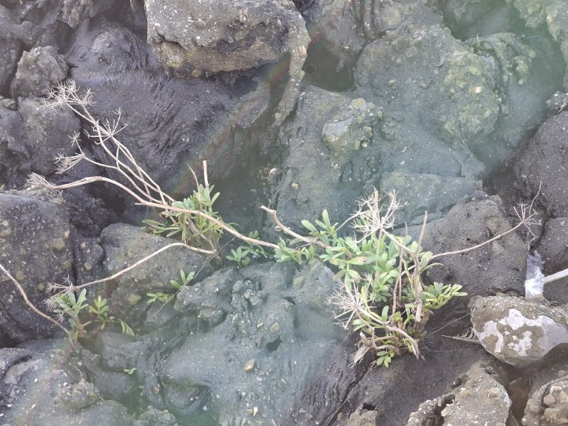 Crithmum maritimum (rock samphire) (alternate view 11)