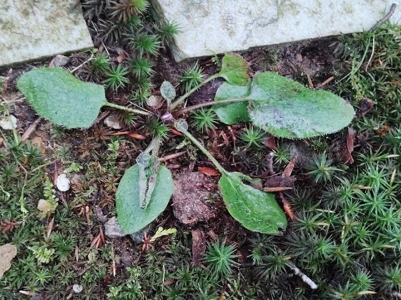 Hieracium (hawkweeds)