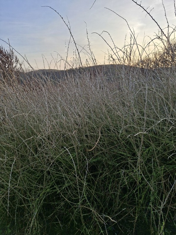 Lycium (boxthorns)