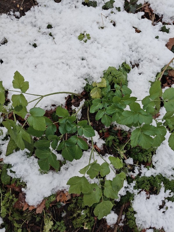 Smyrnium olusatrum (Alexanders) (alternate view 11)
