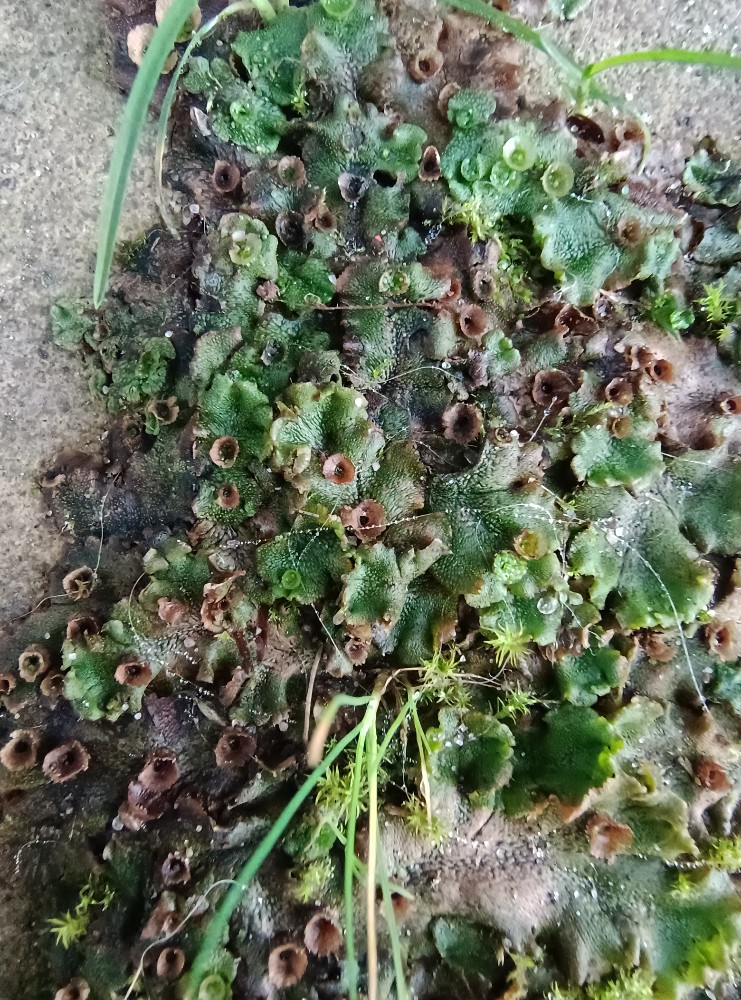 Marchantia (alternate view 2)