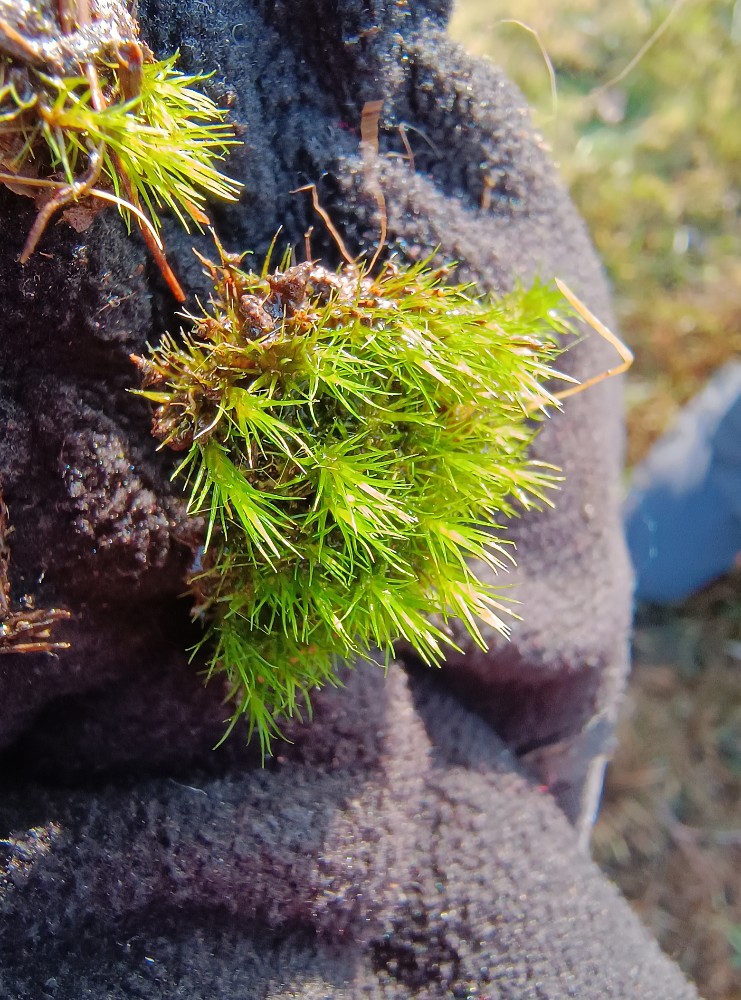 Campylopus introflexus (Heath Star-moss) (alternate view 8)