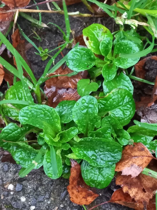 Valerianella (Cornsalads)