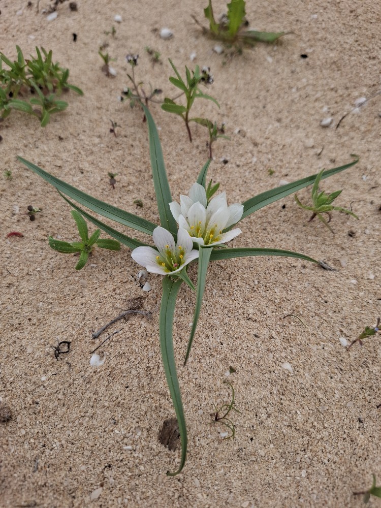 Colchicum (Naked Ladies)
