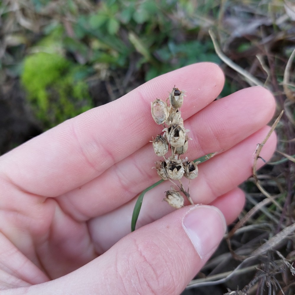 Linaria vulgaris (common toadflax) (alternate view 11)