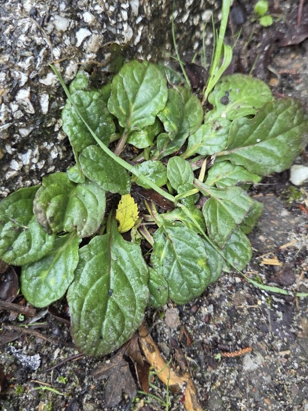 Ajuga (Bugles)
