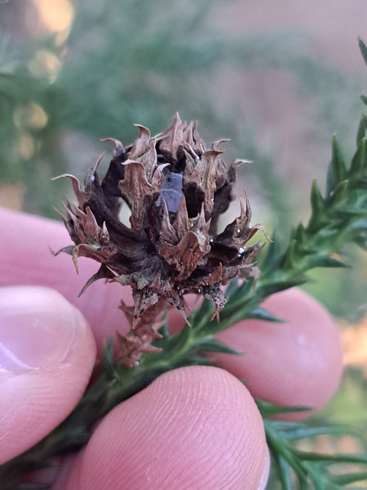 Cryptomeria japonica (Japanese Cedar) (alternate view 9)