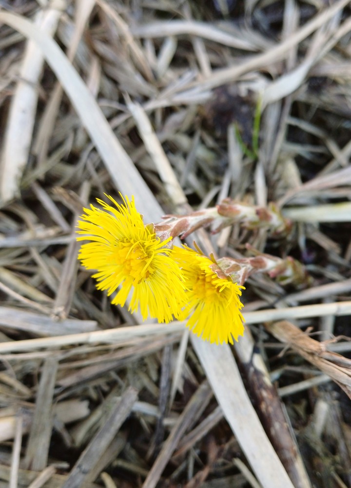 Tussilago farfara (colt's-foot) (alternate view 11)