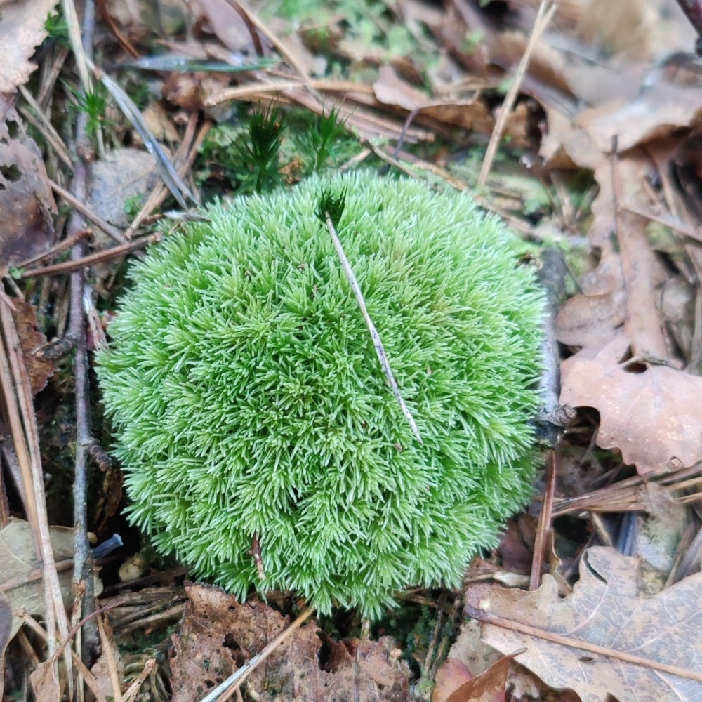 Leucobryum (Leucobryum mosses) (alternate view 3)