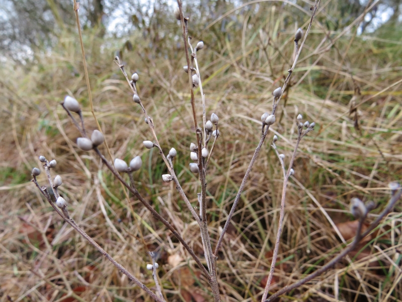 Lithospermum officinale (Common Gromwell) (alternate view 9)