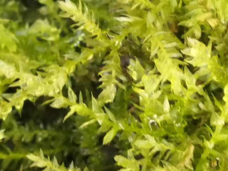 Oxyrrhynchium hians (Swartz's Feather-moss) (alternate view 6)