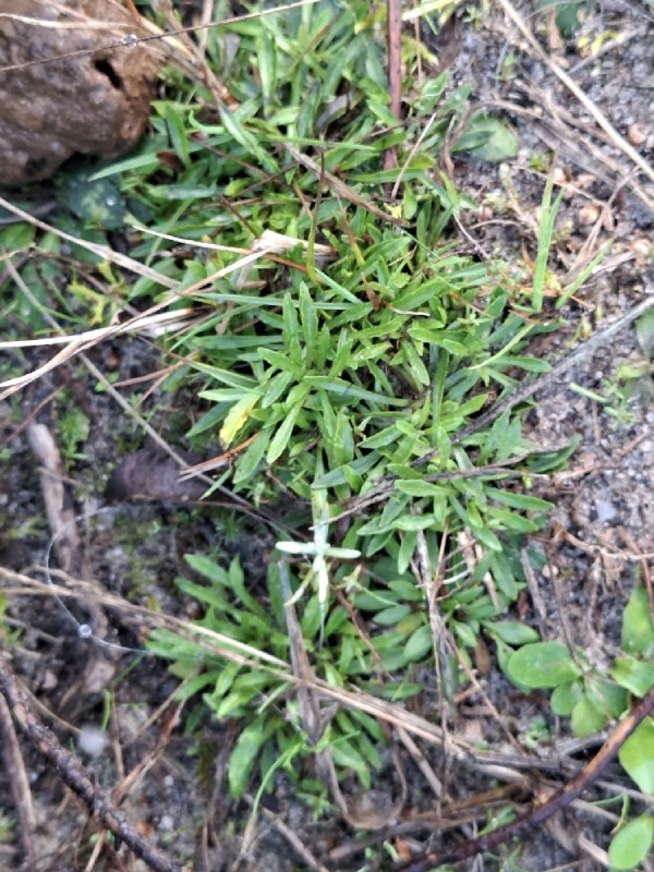 Jasione montana (Sheep's Bit Scabious) (alternate view 8)