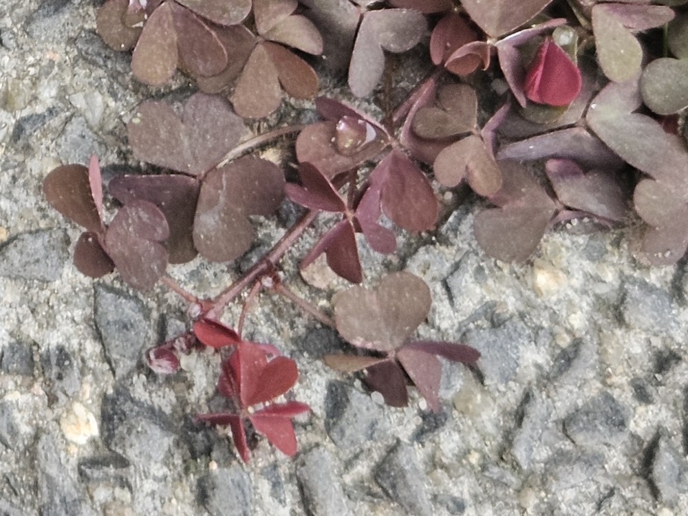 Oxalis corniculata (trailing yellow sorrel) (alternate view 12)