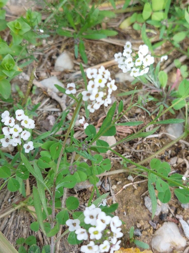 Lobularia maritima (sweet alyssum) (alternate view 12)