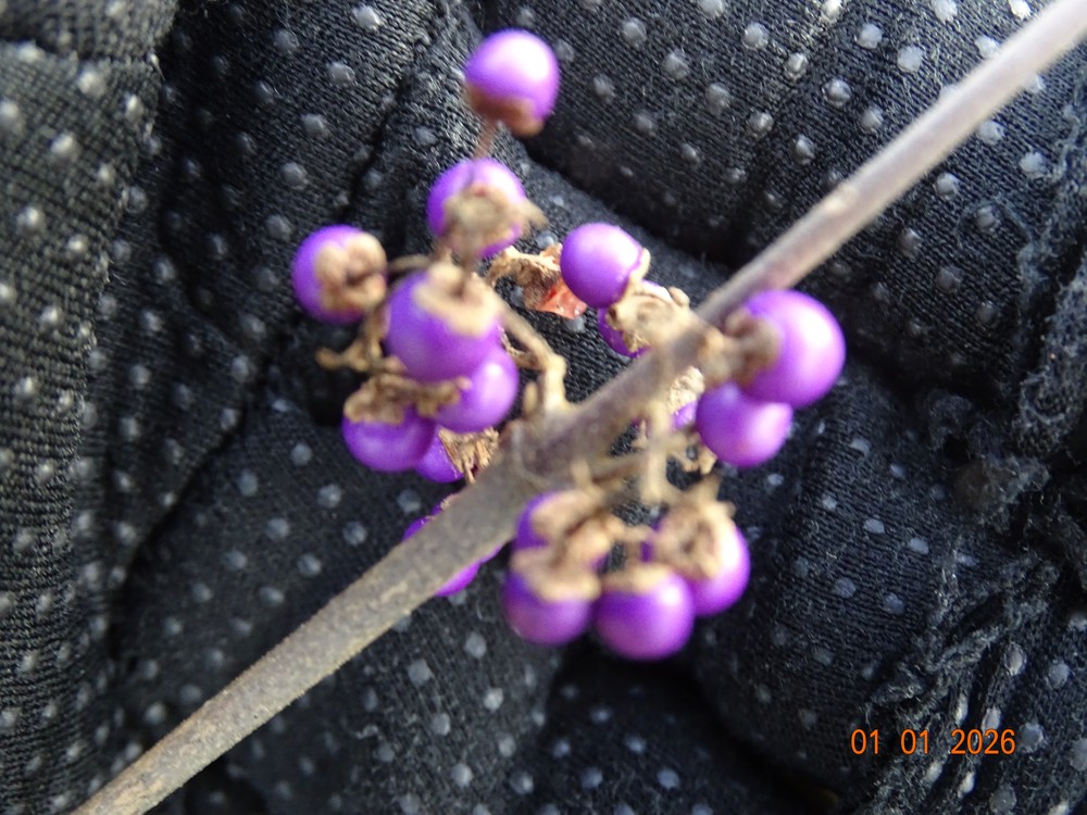 Callicarpa bodinieri (beautyberry) (alternate view 11)
