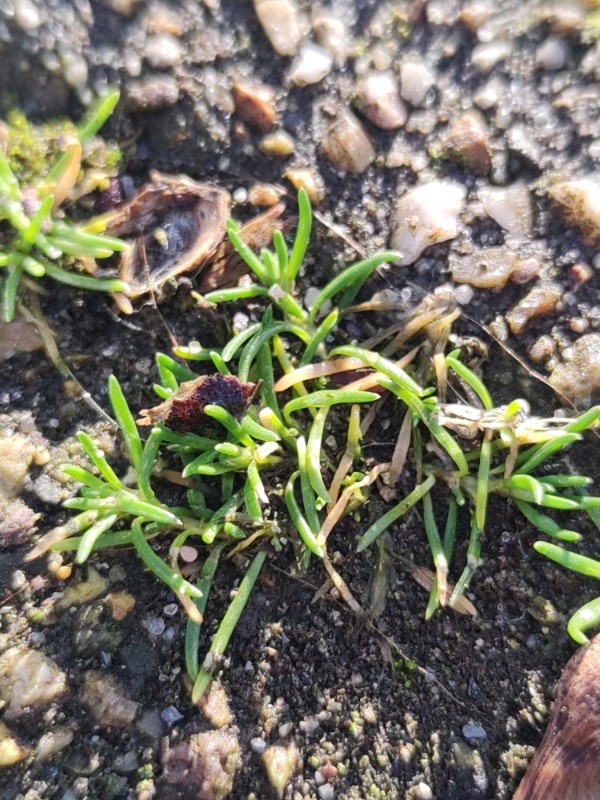 Spergularia (Sand-Spurries)