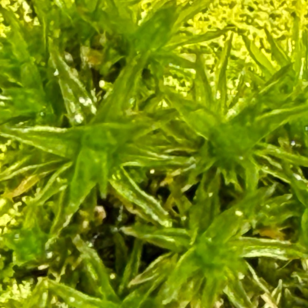 Lewinskya affinis (Wood Bristle-moss) (alternate view 8)