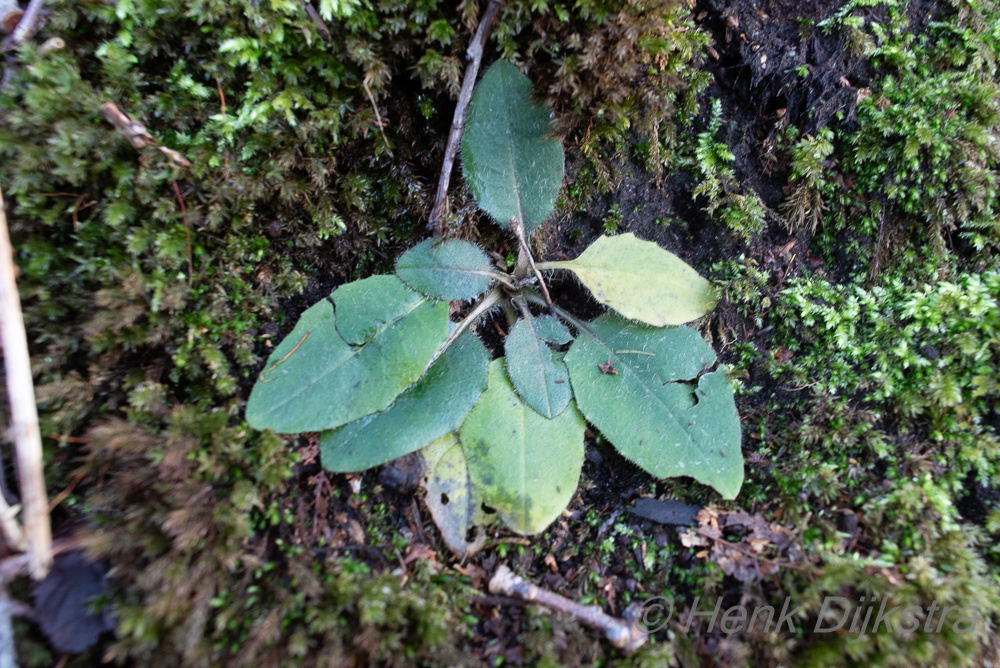 Hieracium (hawkweeds) (alternate view 3)