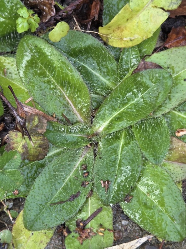 Pilosella aurantiaca (orange hawkweed) (alternate view 10)