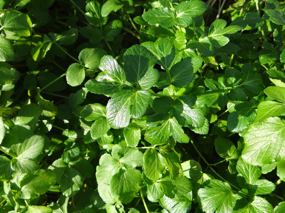 Smyrnium olusatrum (Alexanders) (alternate view 14)
