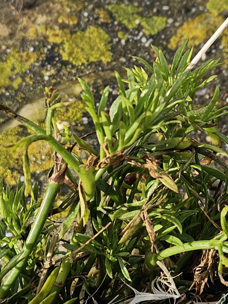 Crithmum maritimum (rock samphire) (alternate view 12)