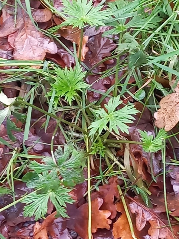Ranunculus acris (meadow buttercup) (alternate view 12)
