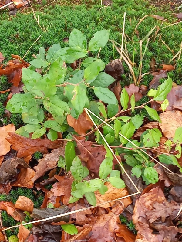 Vaccinium corymbosum (blueberry) (alternate view 10)