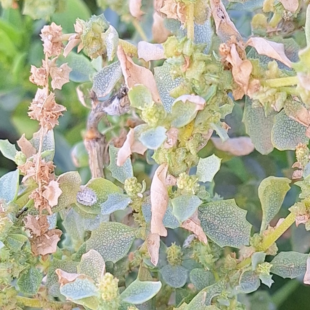 Atriplex (Saltbushes)