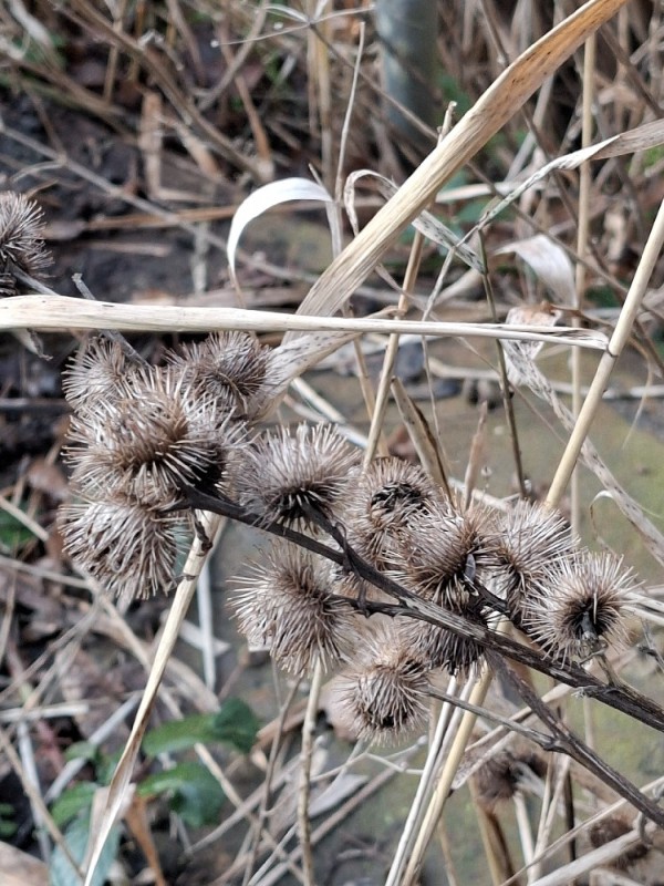 Arctium minus (burrdock) (alternate view 12)