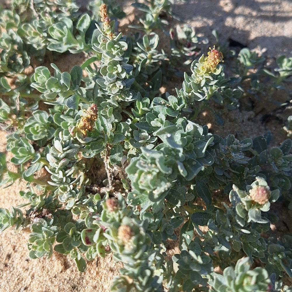 Atriplex (Saltbushes) (alternate view 2)