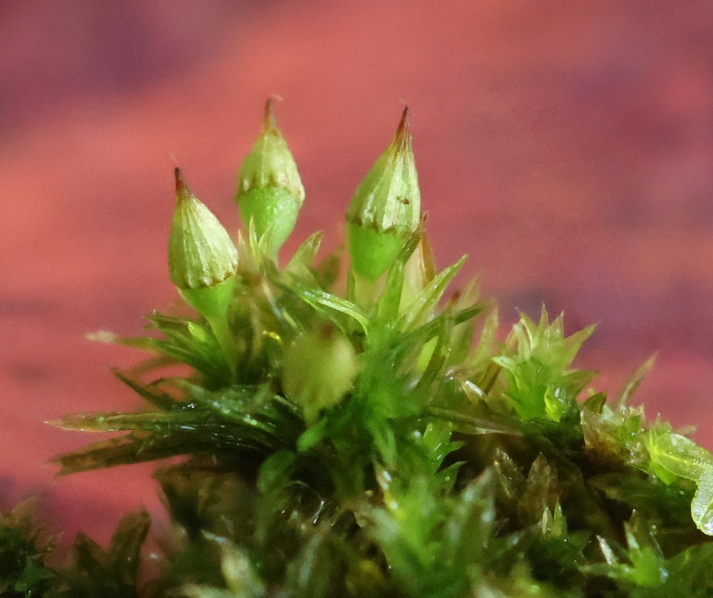 Orthotrichum pulchellum (Elegant Bristle-moss) (alternate view 10)