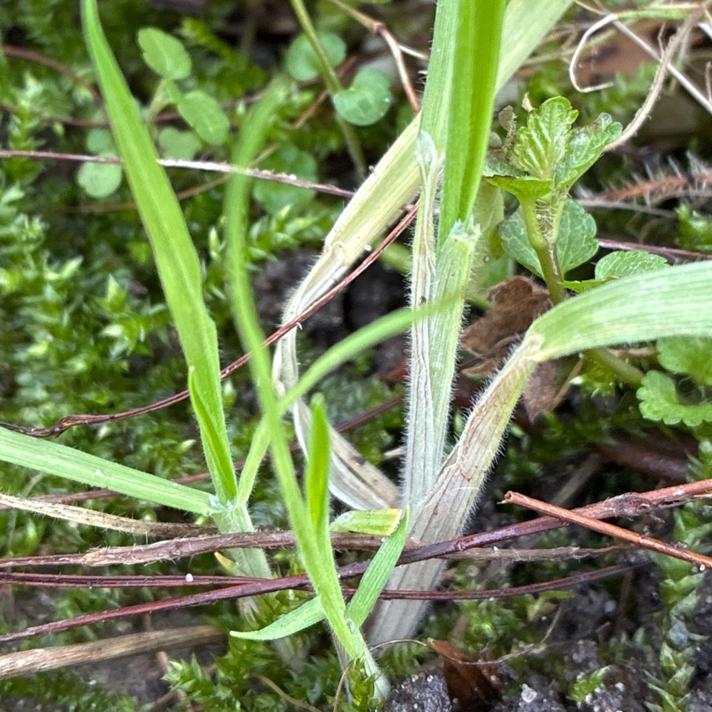 Holcus lanatus (common velvet-grass) (alternate view 11)