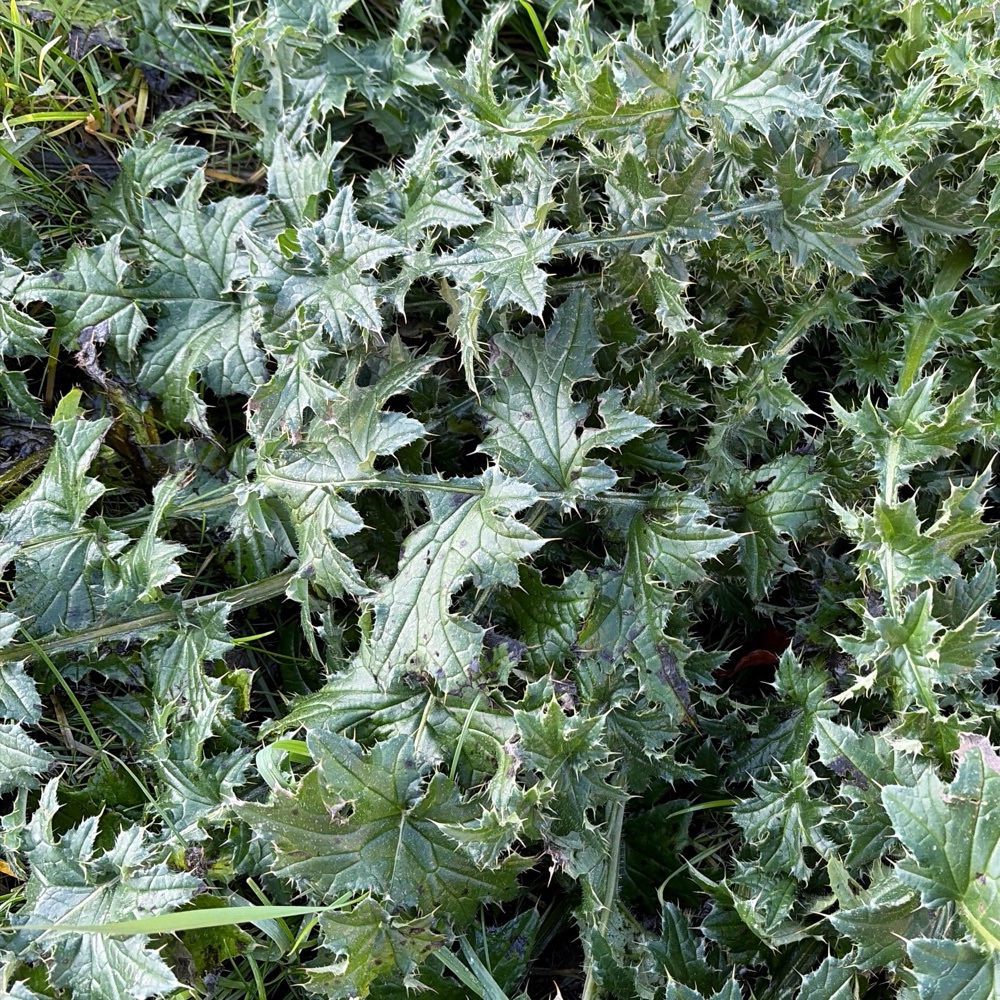 Carduus crispus (Welted Thistle) (alternate view 13)
