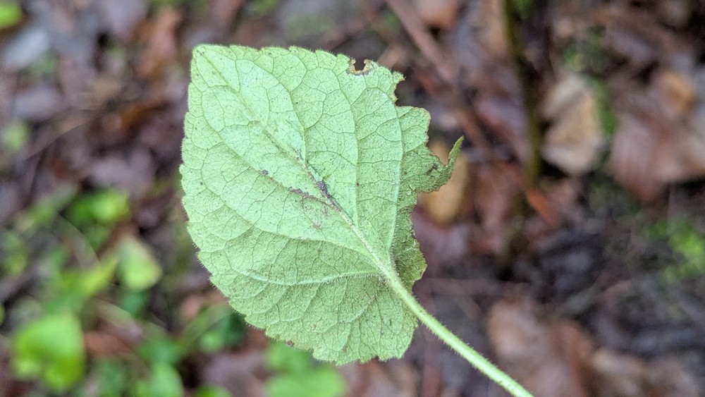 Viola hirta (Hairy Violet) (alternate view 11)