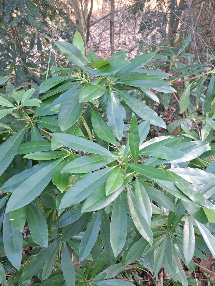 Rhododendron ponticum (Common Rhododendron) (alternate view 11)