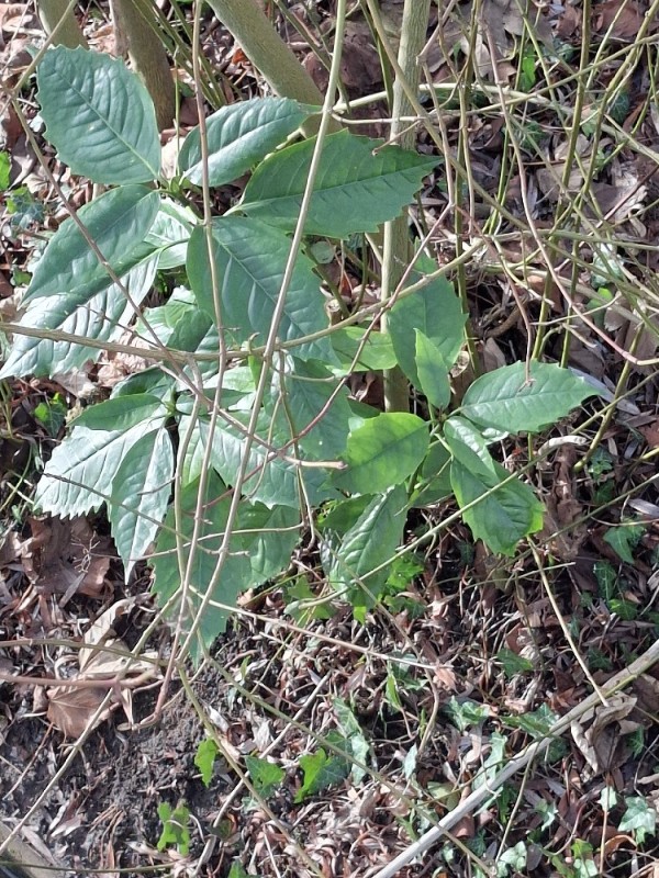 Aucuba japonica (Japanese aucuba)