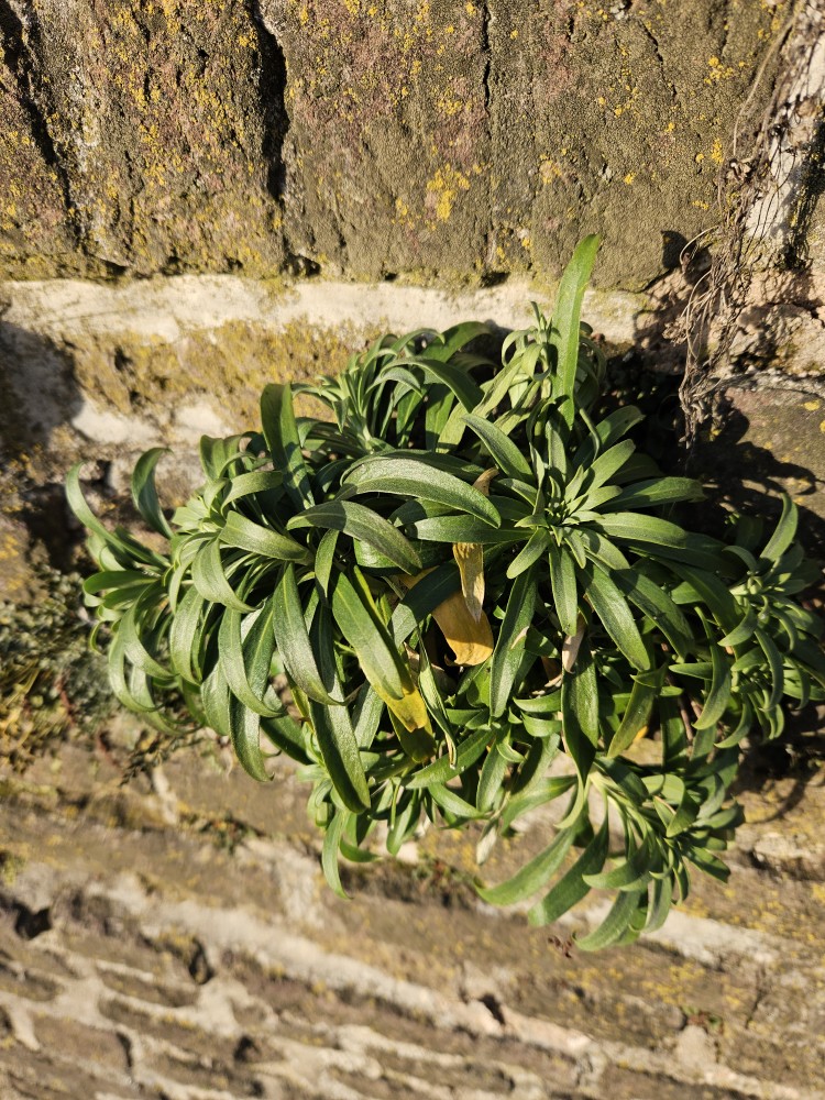 Erysimum × cheiri (Wallflower) (alternate view 4)