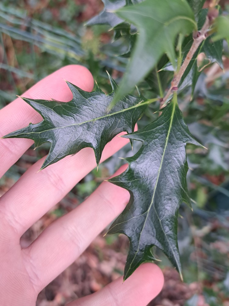 Osmanthus heterophyllus (holly-leaved osmanthus)