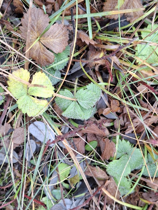 Fragaria vesca (Woodland Strawberry)