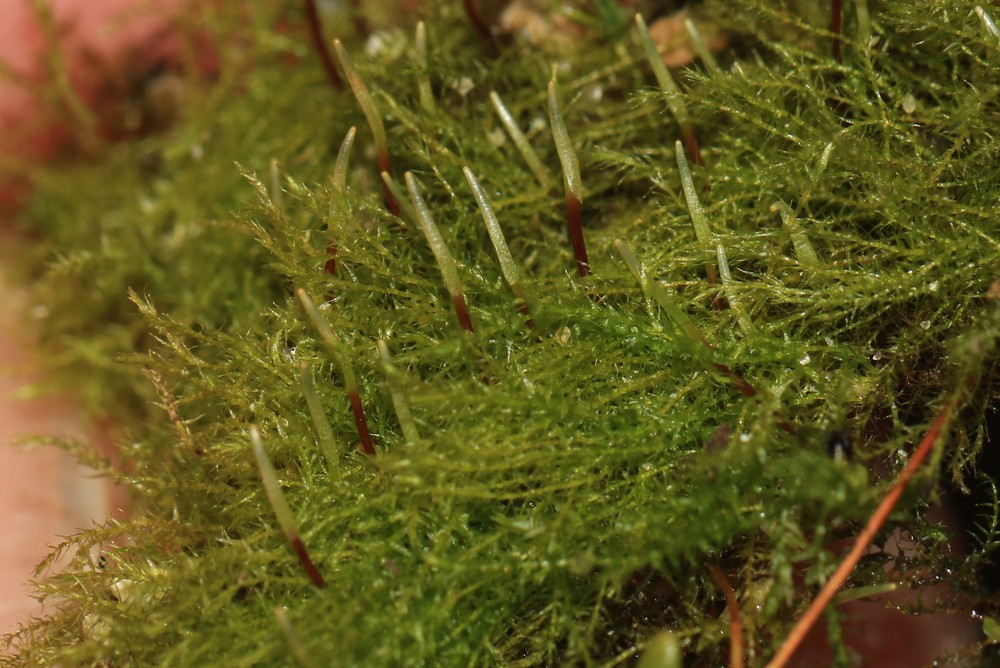 Amblystegium serpens (creeping feather-moss) (alternate view 10)