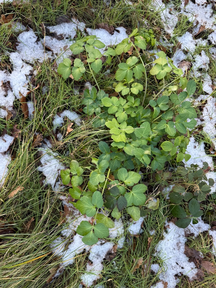 Smyrnium olusatrum (Alexanders) (alternate view 15)