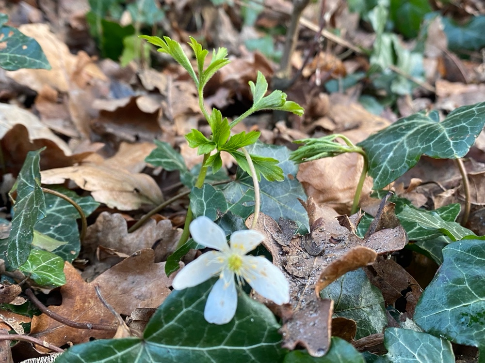 Anemonoides nemorosa (wood anemone) (alternate view 7)