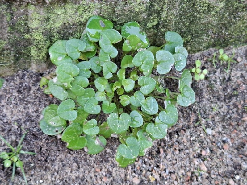 Cochlearia danica (Danish Scurvy-grass) (alternate view 12)