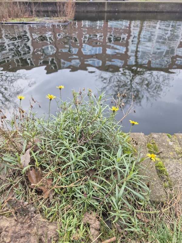 Senecio inaequidens (Narrow-leaved Ragwort) (alternate view 11)