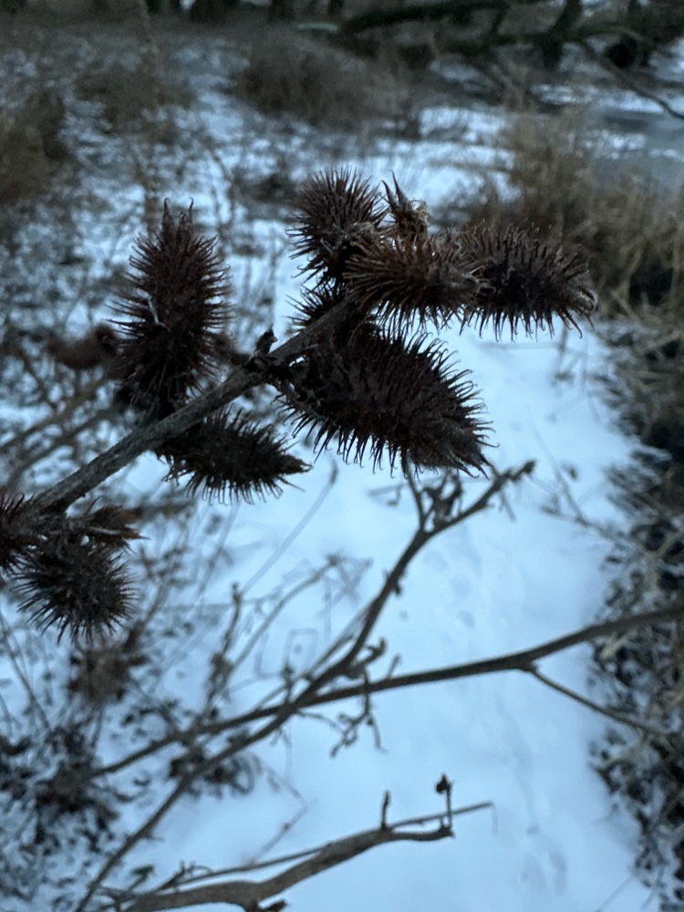 Xanthium (Cockleburs)