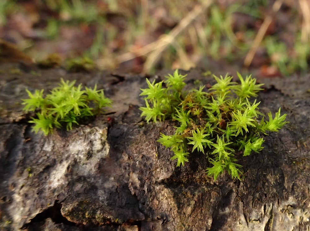 Lewinskya affinis (Wood Bristle-moss) (alternate view 7)