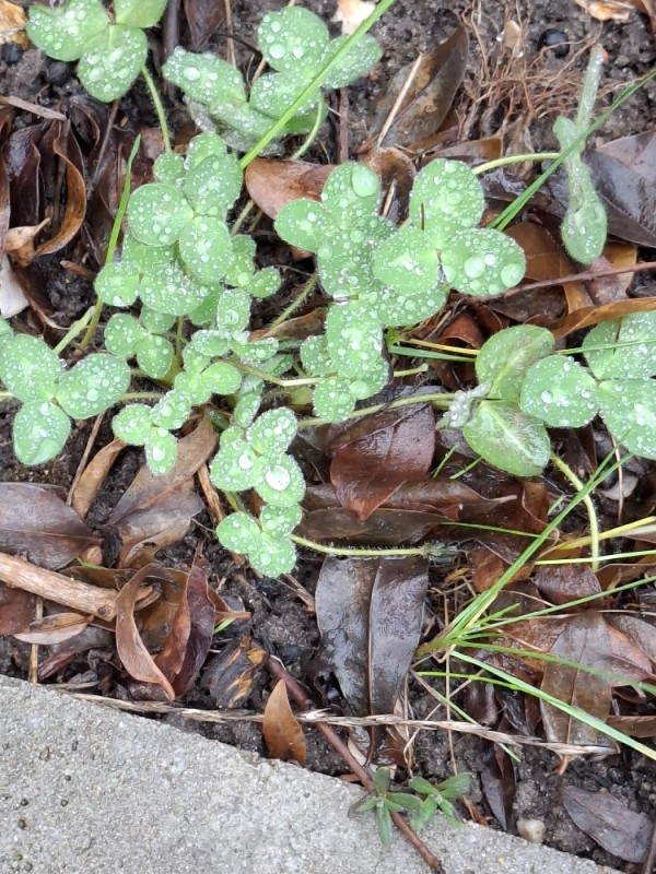 Trifolium pratense (red clover) (alternate view 11)