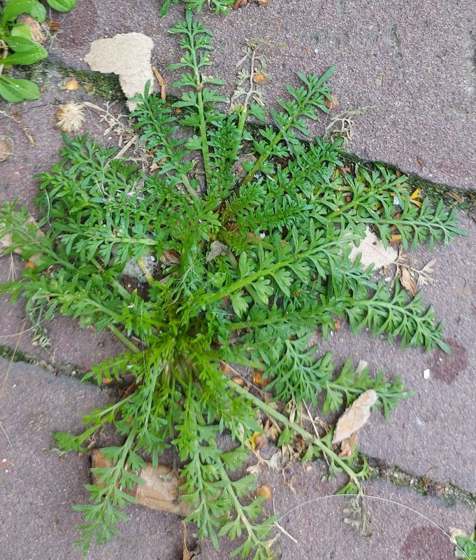 Lepidium didymum (Lesser swine-cress) (alternate view 11)