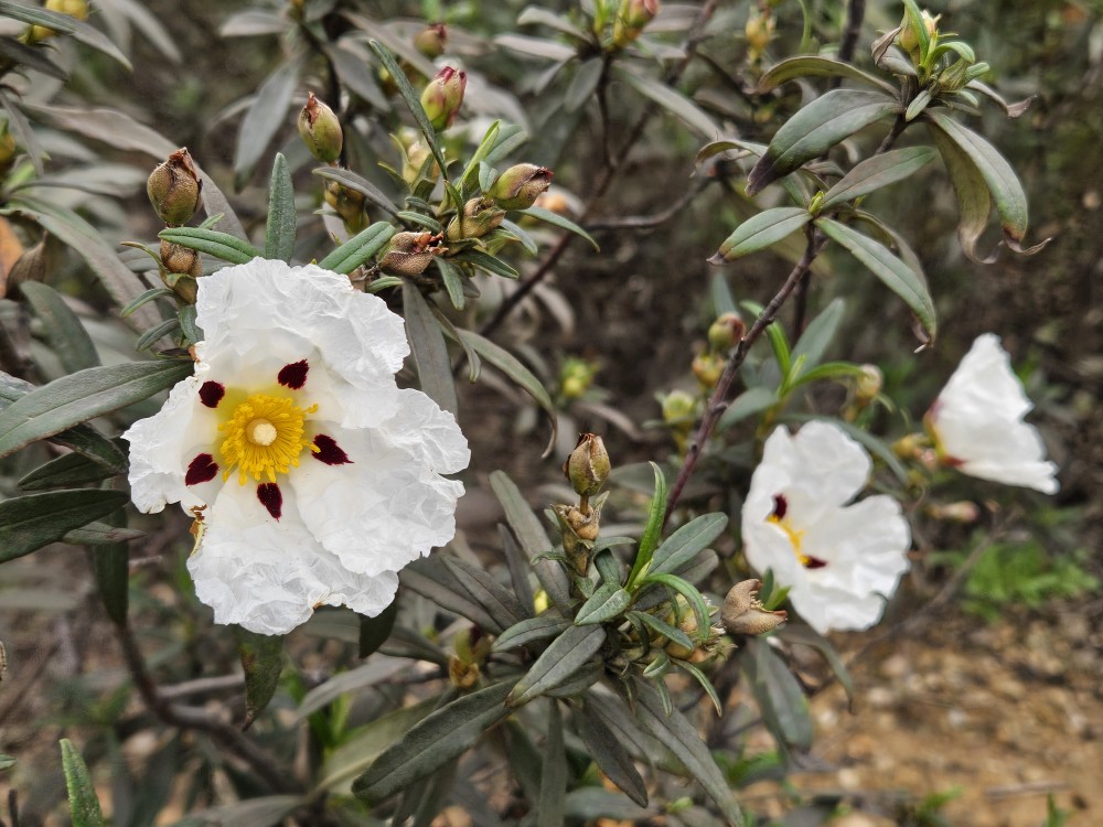 Cistus ladanifer (Gum Rockrose) (alternate view 6)