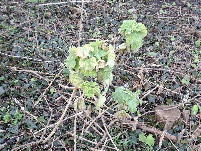 Malva arborea (Tree Mallow) (alternate view 9)